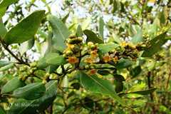 Avicennia marina var. marina